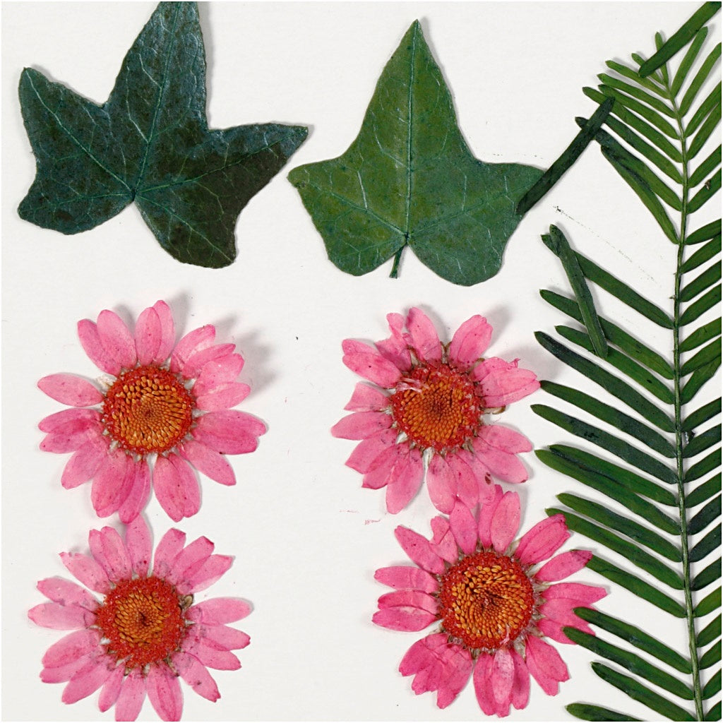 Creativ Pressed Flowers and Leaves - Assorted Colours