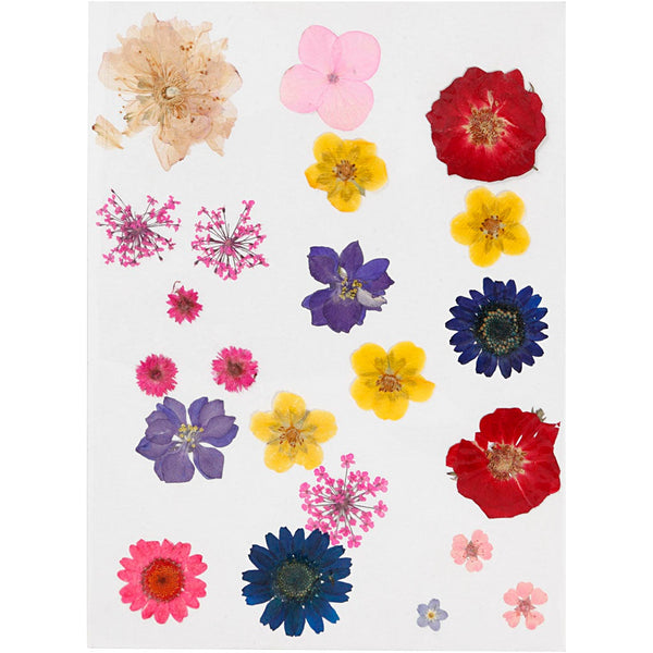 Creativ Pressed Flowers and Leaves - Assorted Colours