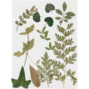 Creativ Pressed Flowers and Leaves - Green