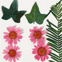 Pressed Flowers and leaves, light rose, 1 pack